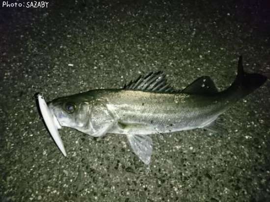 �����Х�