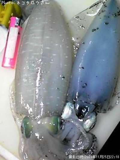 �����ꥤ��