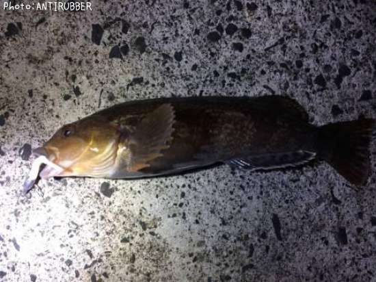 �����ʥ�