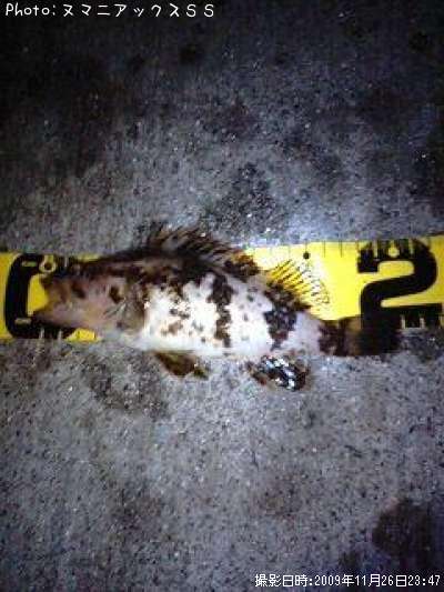 �٥å�������