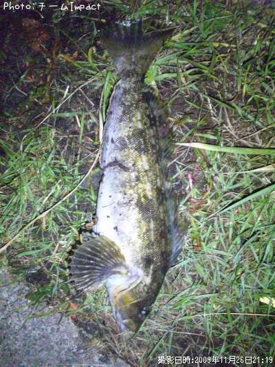 �����ʥ�