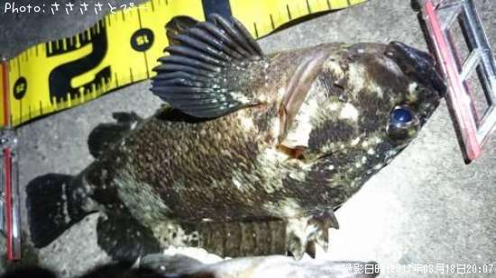 ��������Х�