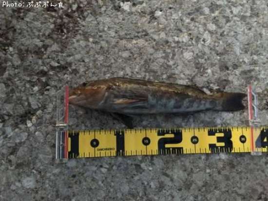 �����ʥ�