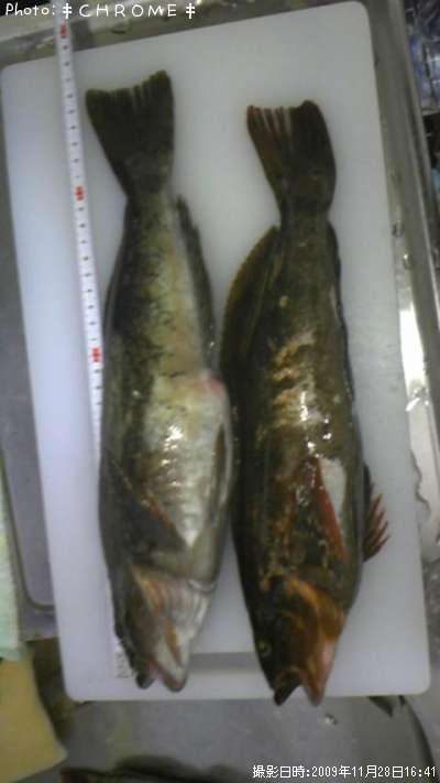 �����ʥ�