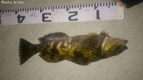 �����ʥ�