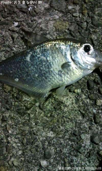 �ߥʥߥϥ����