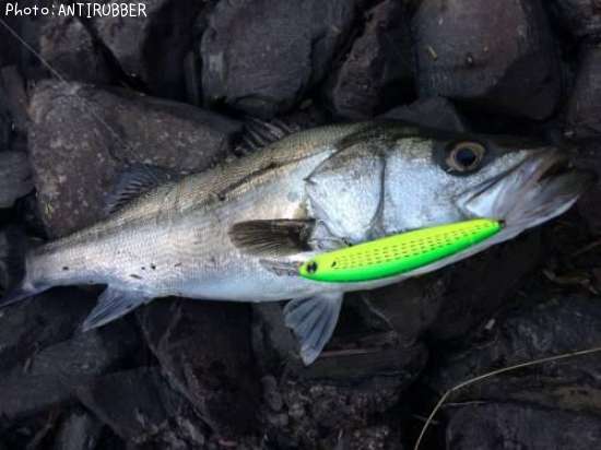 �����Х�