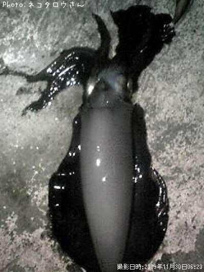 �����ꥤ��