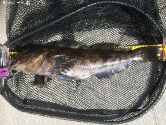 �����ʥ�