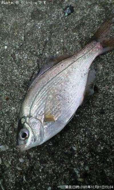 �����ʥ�