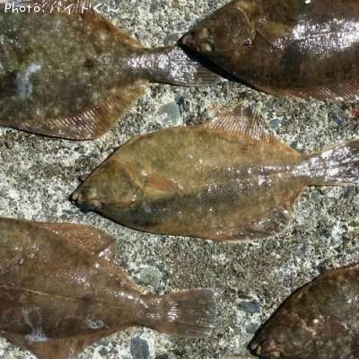 �ޥ����쥤