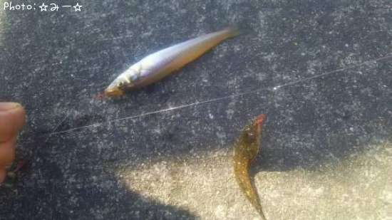 ��������