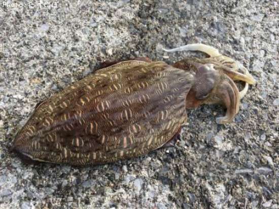 ��󥴥�����