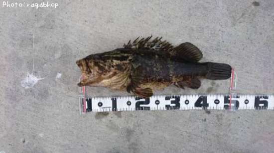 �ܥ�����