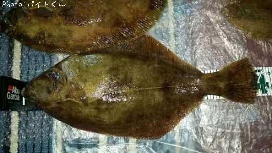 �ޥ����쥤