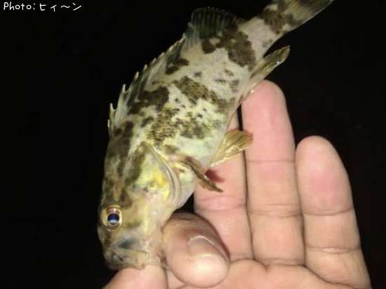 �����Υ���Х�