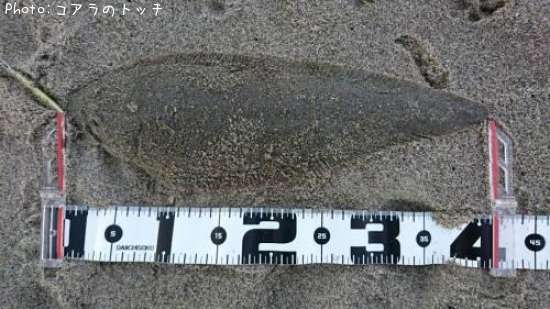 �����ӥ��