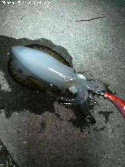 �����ꥤ��