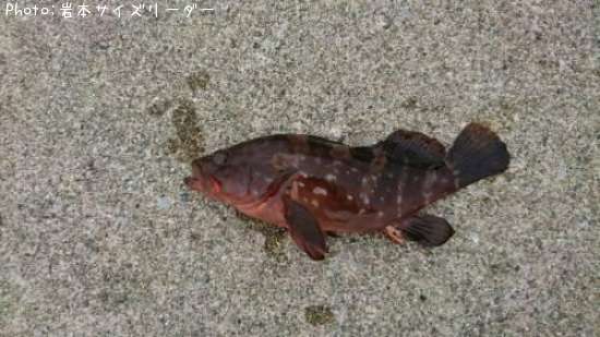 �����ϥ�