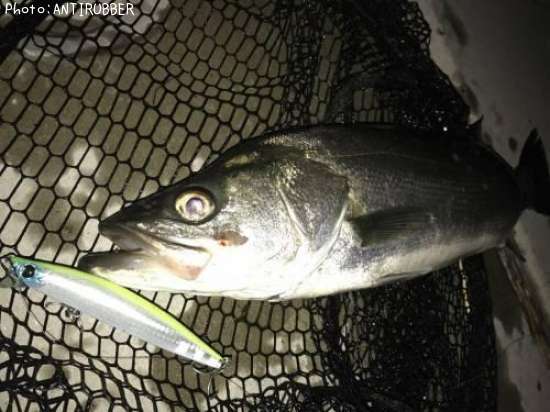 �����Х�