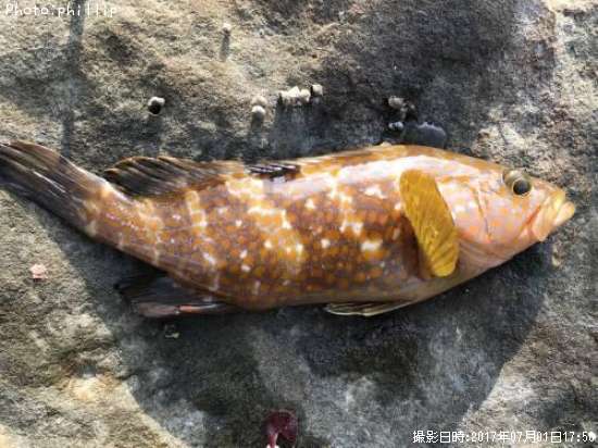 �����ϥ�