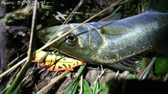 ���������������Х�