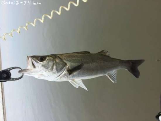 �����Х�