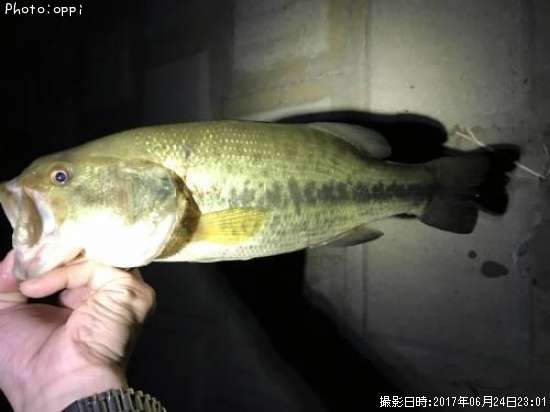 �֥�å��Х�