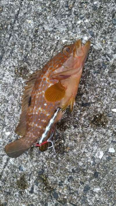 �����ϥ�