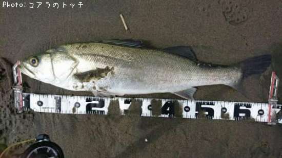 �����Х�