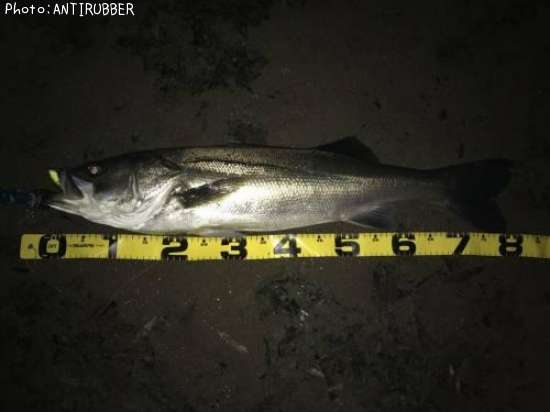 �����Х�