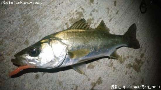 �����Х�