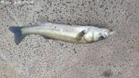 �����Х�