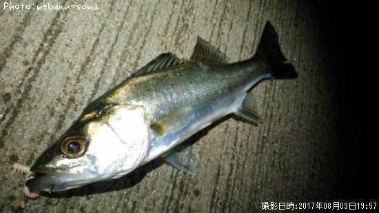 �����Х�