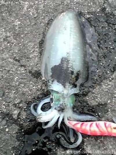 �����ꥤ��