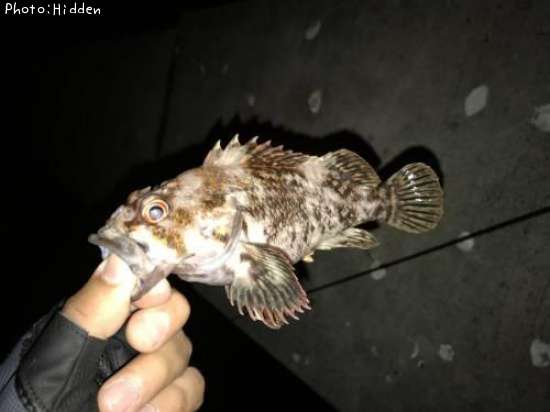 �����饽��