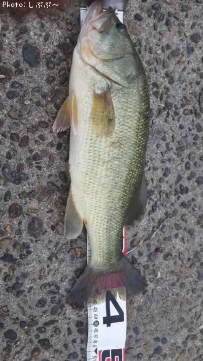 �֥�å��Х�