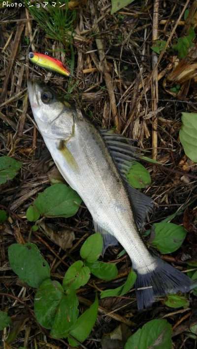 �����Х�