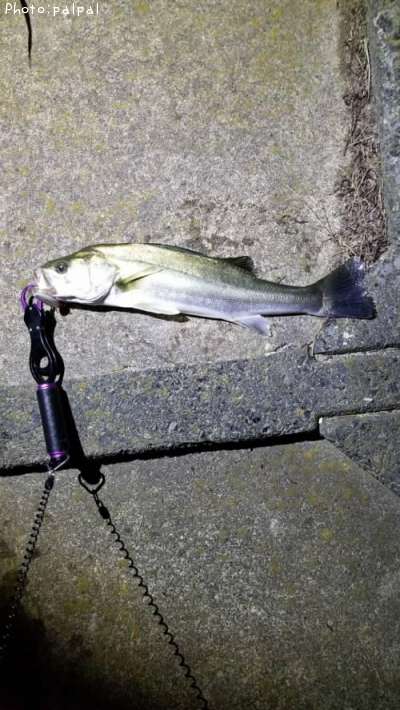 �����Х�