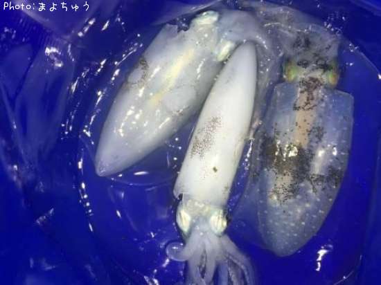 �����ꥤ��