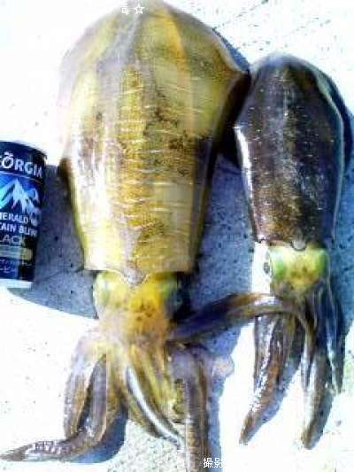 �����ꥤ��