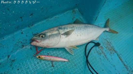 ���������С����ʥ������