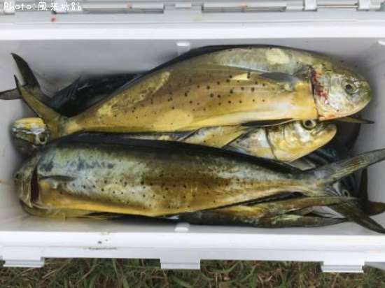 �ڥ�ڥ�����ʥ�