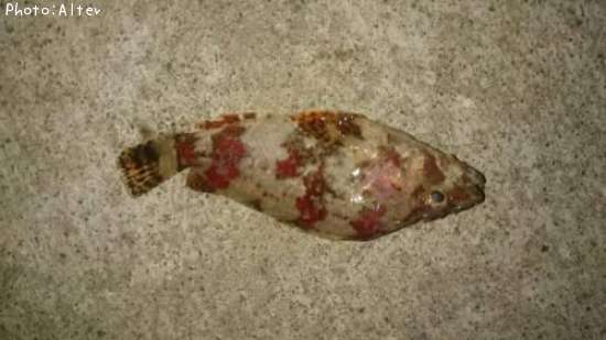 �����֥���饽��