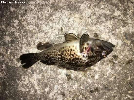 ���ӥ���