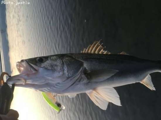 �����Х�