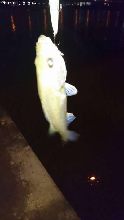 �����Х�