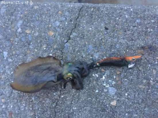 �����ꥤ��