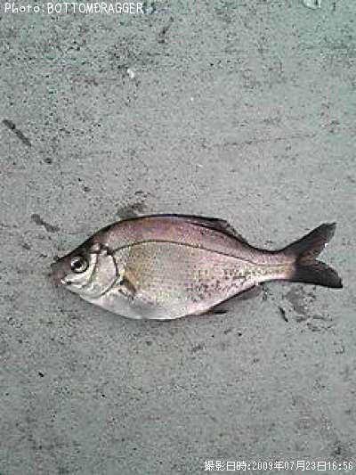 ���ߥ��ʥ�