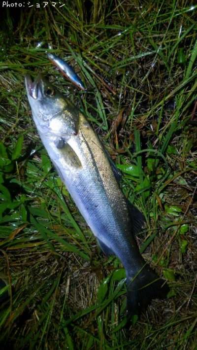 �����Х�